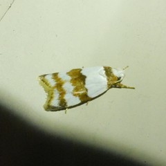 Heteroteucha dimochla