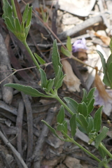 Dipteracanthus australasicus