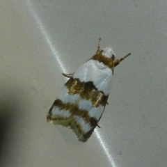 Heteroteucha dimochla