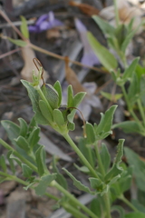 Dipteracanthus australasicus