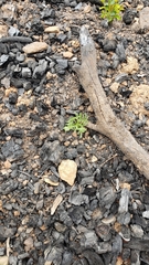 Calystegia stebbinsii