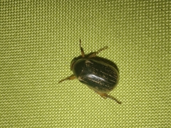 Paranomala inconstans