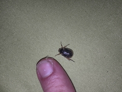 Paranomala inconstans