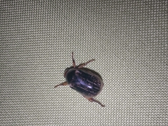 Paranomala inconstans