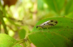 Micromus variegatus