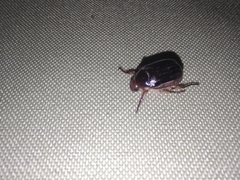 Paranomala inconstans