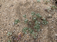 Eremocarya micrantha