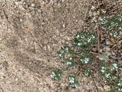 Eremocarya micrantha