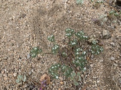 Eremocarya micrantha