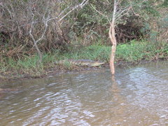 Caiman crocodilus crocodilus