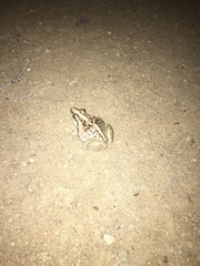 Ptychadena mossambica