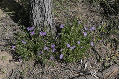 Dipteracanthus australasicus