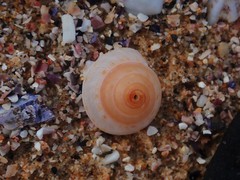 Adelphotectonica reevei