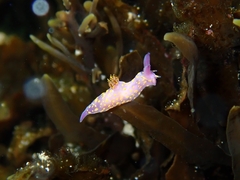 Polycera janjukia