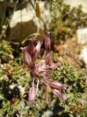 Allium feinbergii