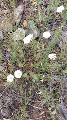 Calystegia stebbinsii