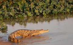 Caiman crocodilus crocodilus