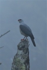 Accipiter poliocephalus