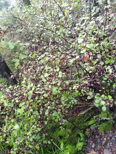 Ozothamnus glomeratus, photograph 3