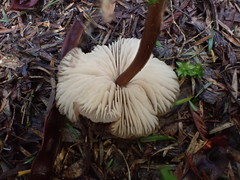 Entoloma aromaticum