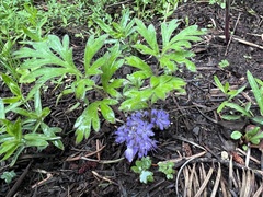 Hydrophyllum alpestre
