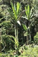 Musa ingens
