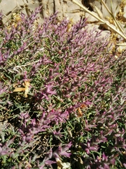 Noaea hermonis