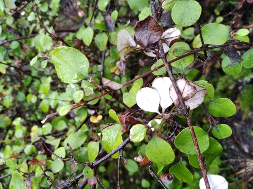 Ozothamnus glomeratus, photograph 4