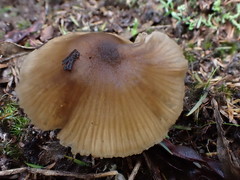 Entoloma aromaticum