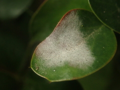 Erysiphe berberidis