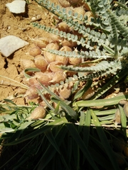 Astragalus coluteoides