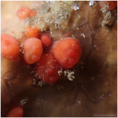 Orange Colonial Sea Squirt photo 3
