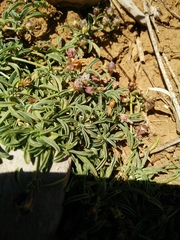 Convolvulus libanoticus