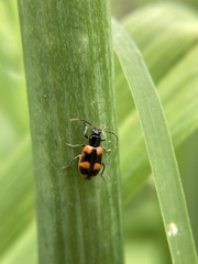 Acalymma peregrinum