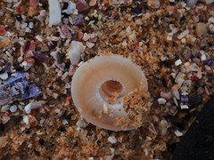 Adelphotectonica reevei