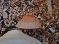 Adelphotectonica reevei