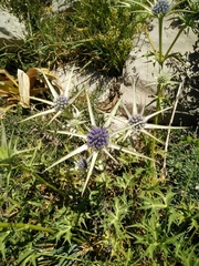 Eryngium billardieri