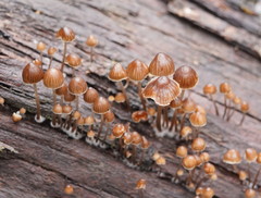 Mycena subgalericulata