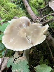 Entoloma griseum