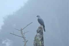 Accipiter poliocephalus