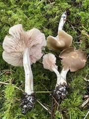 Entoloma griseum