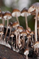 Mycena subgalericulata