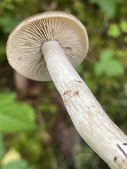 Entoloma griseum