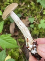 Entoloma griseum