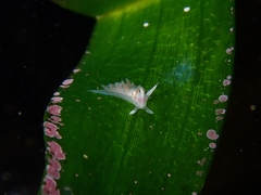 Coryphellina poenicia