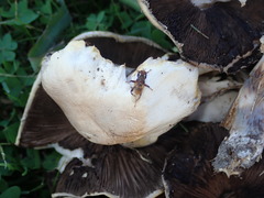 Sphaeroceroidea