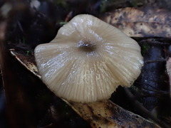 Entoloma albidocoeruleum