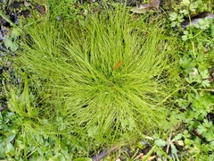 Isolepis reticularis