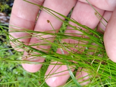 Isolepis reticularis