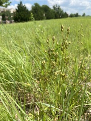 Penstemon oklahomensis